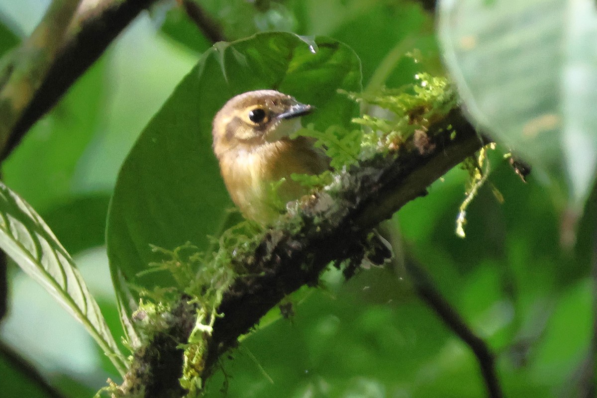 Gelbscheitel-Spatelschnabeltyrann - ML646925953
