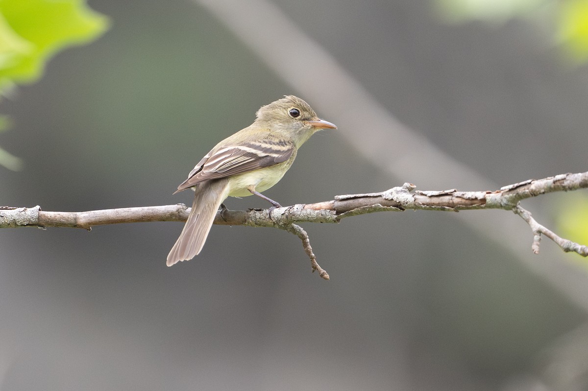 Moucherolle vert - ML646925954