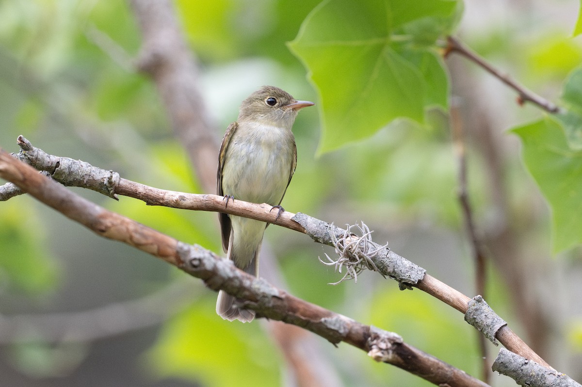 Moucherolle vert - ML646925955