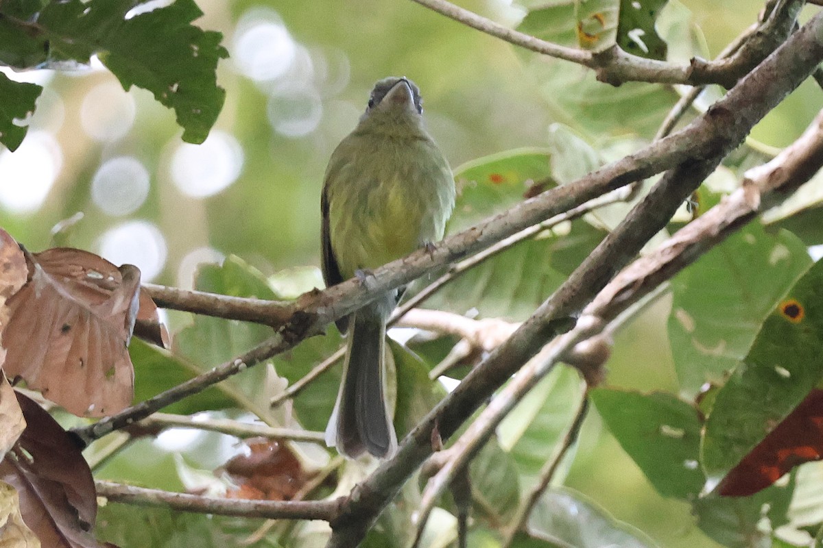 Eye-ringed Flatbill - ML646925958