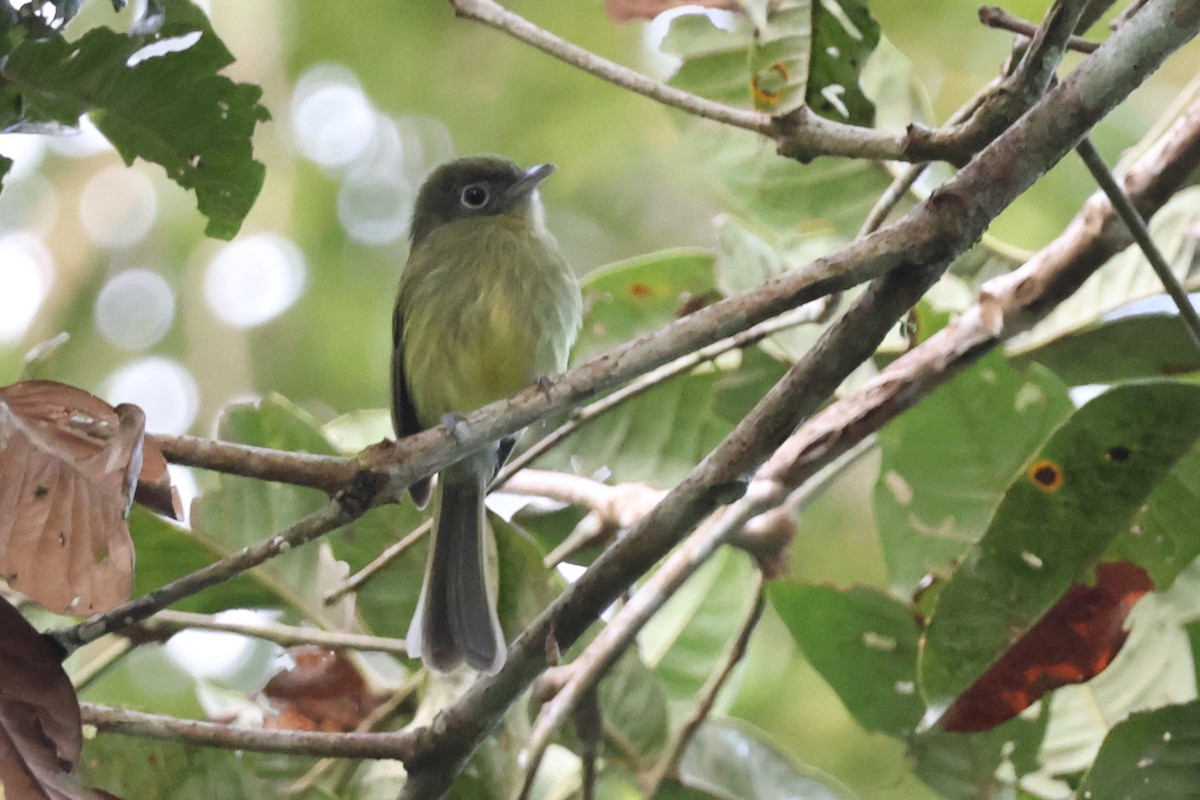 Eye-ringed Flatbill - ML646925959