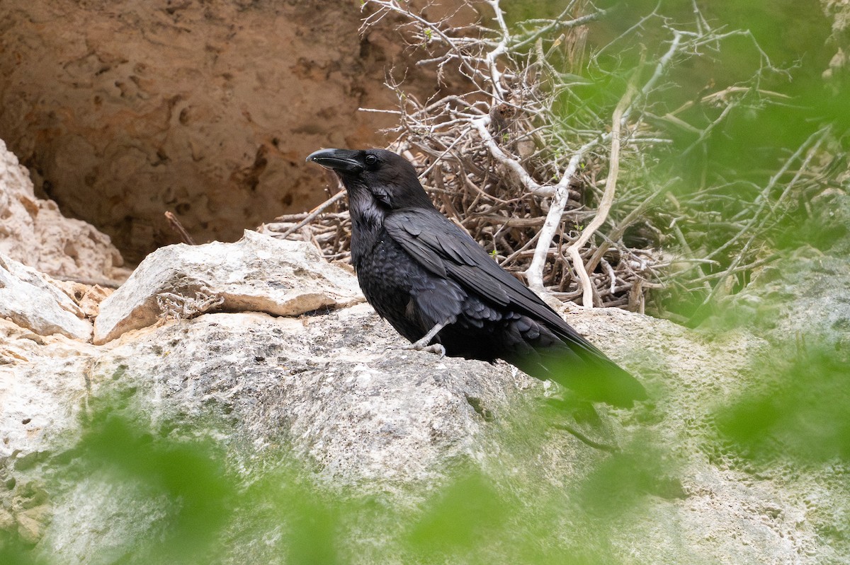 Kolkrabe - ML646925961