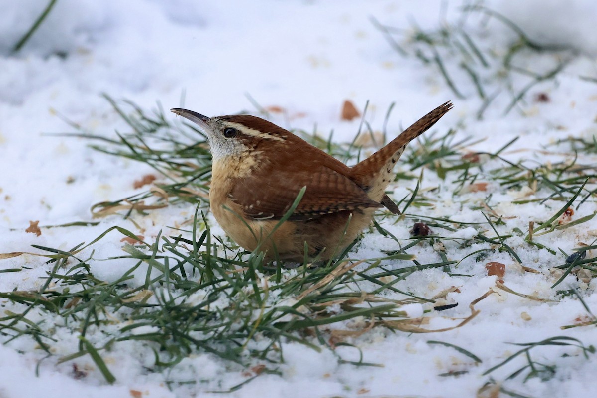 Carolina Wren - ML646925963