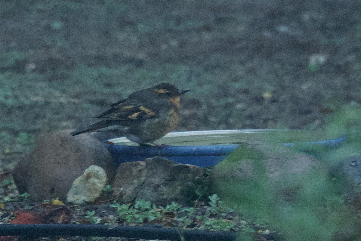 Varied Thrush - ML646925967