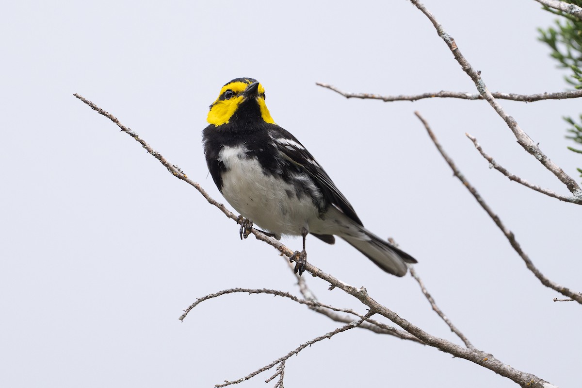 Goldwangen-Waldsänger - ML646925969