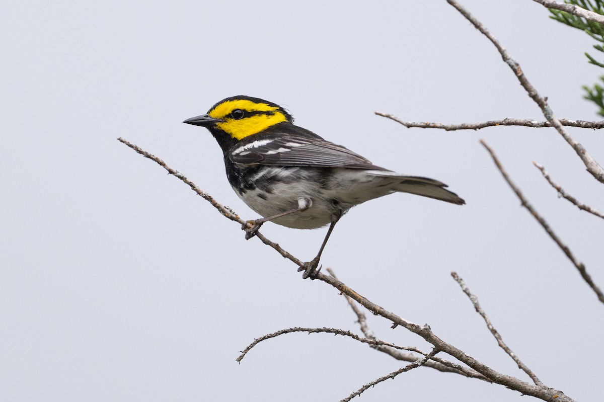 Goldwangen-Waldsänger - ML646925970