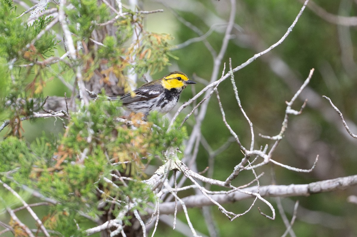 Goldwangen-Waldsänger - ML646925971