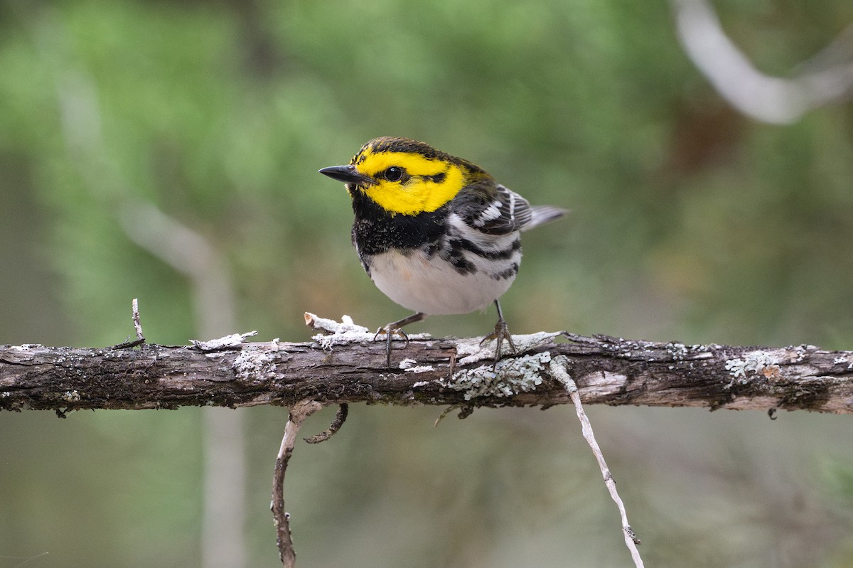 Goldwangen-Waldsänger - ML646925972