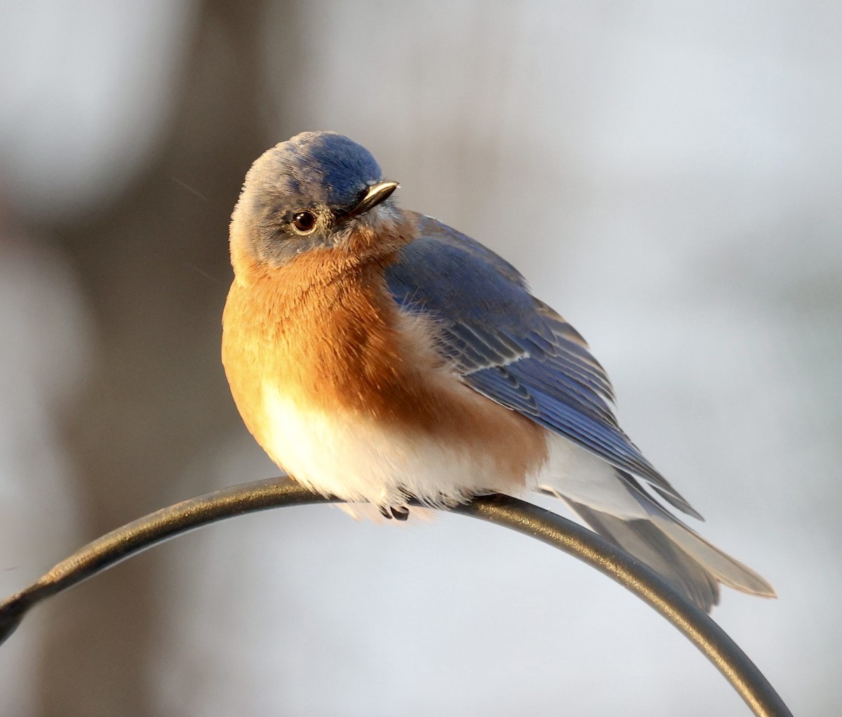 Eastern Bluebird - ML646925973