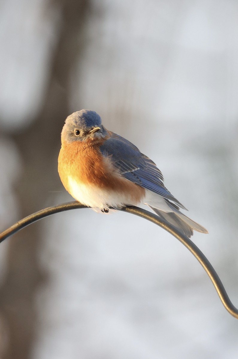 Eastern Bluebird - ML646925974