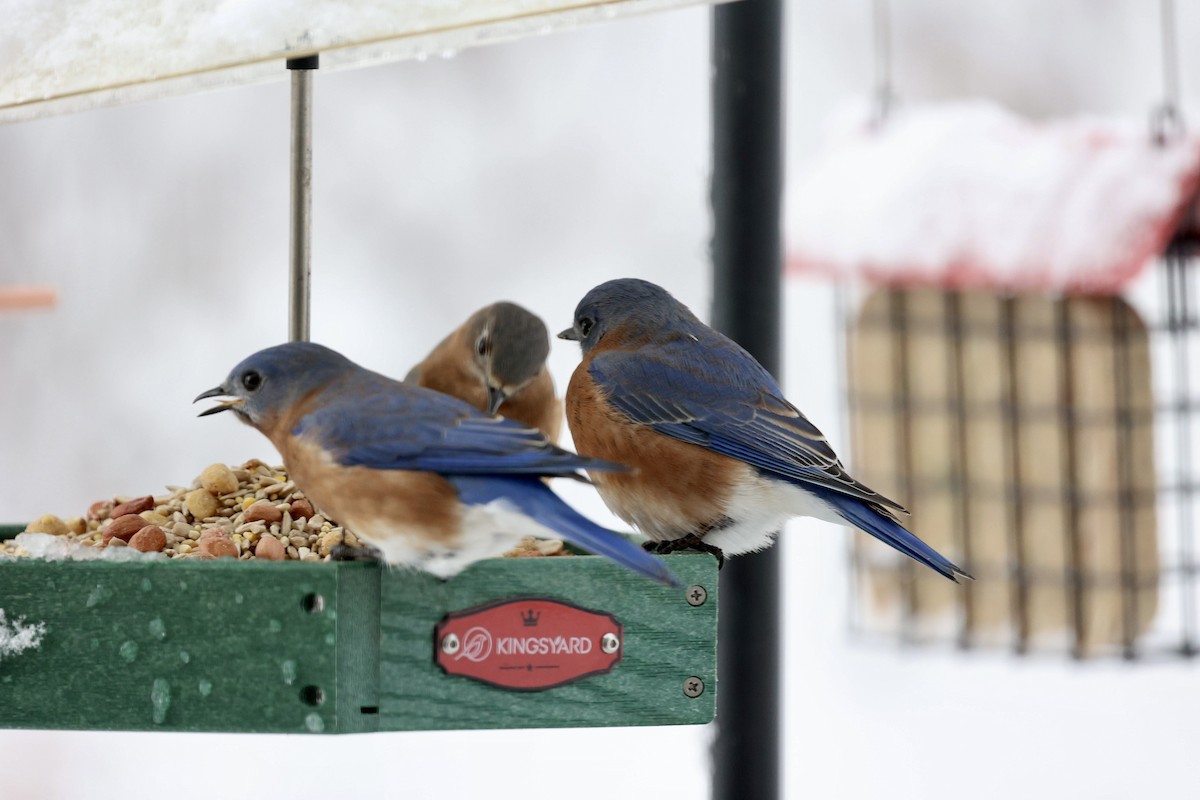 Eastern Bluebird - ML646925975