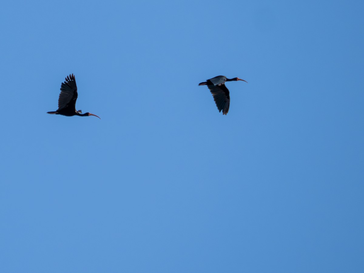 Ibis Afeitado - ML646925977