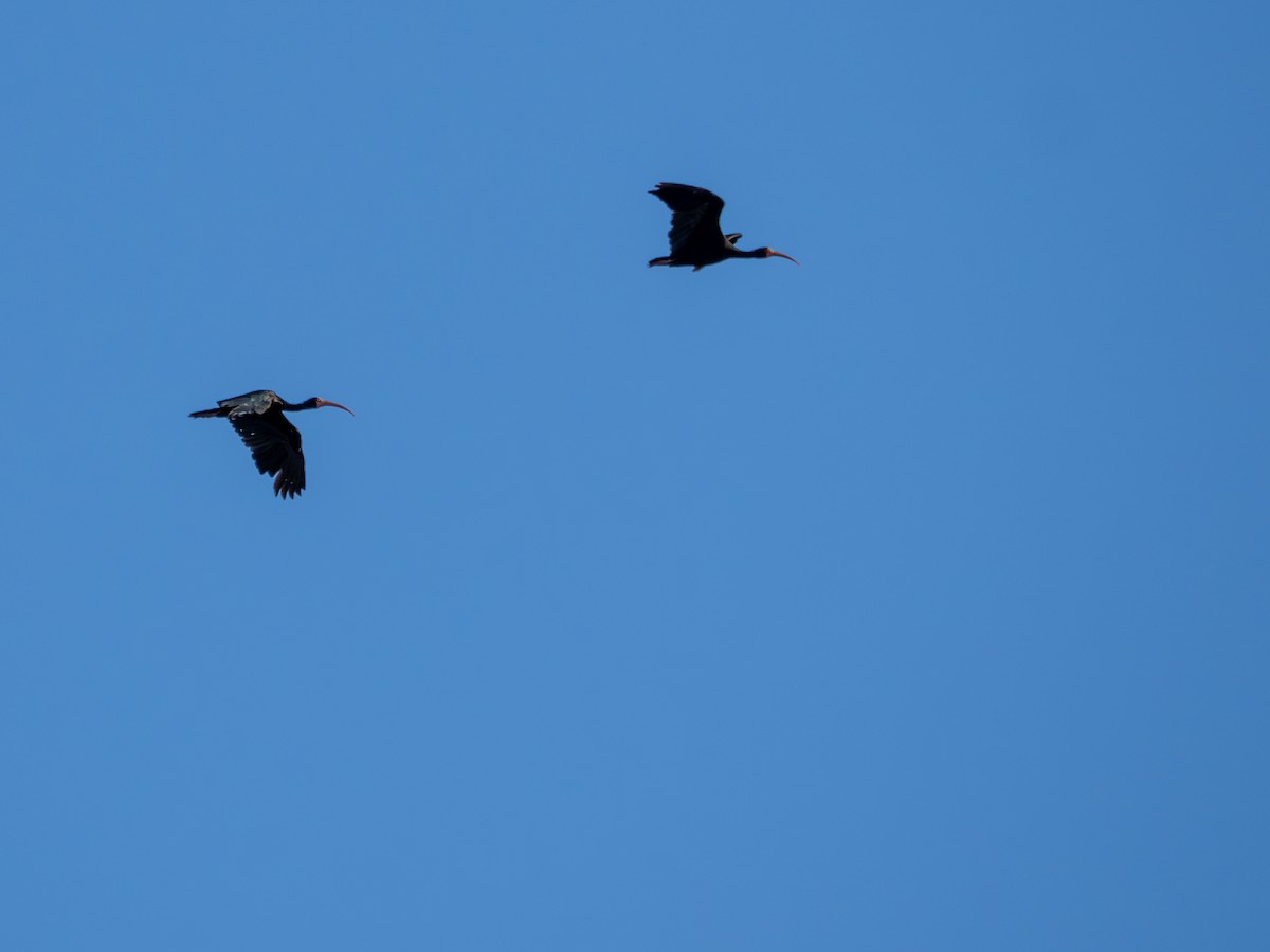 Ibis Afeitado - ML646925978