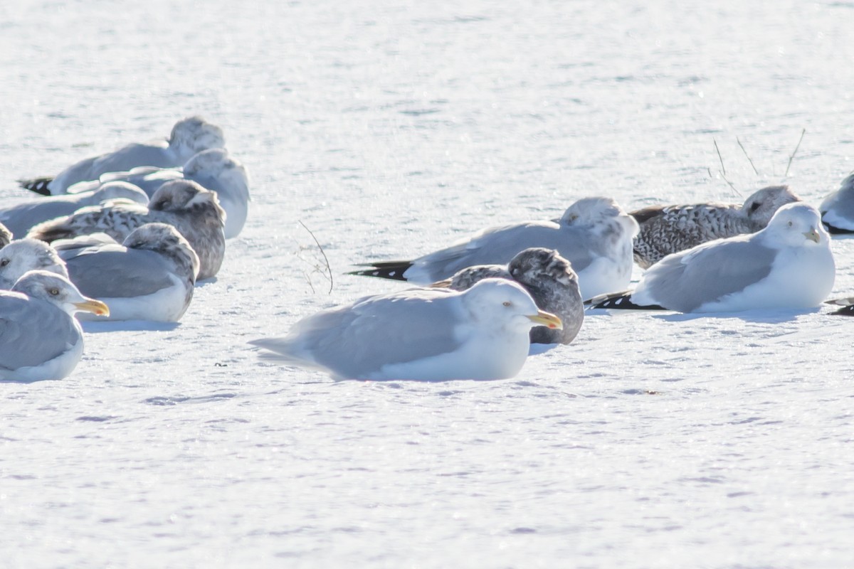 Gavión Hiperbóreo - ML646925981