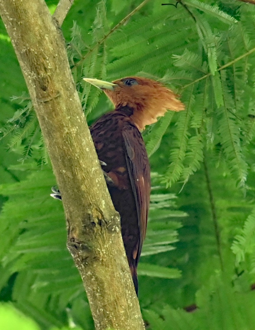 datel kaštanový - ML646925983