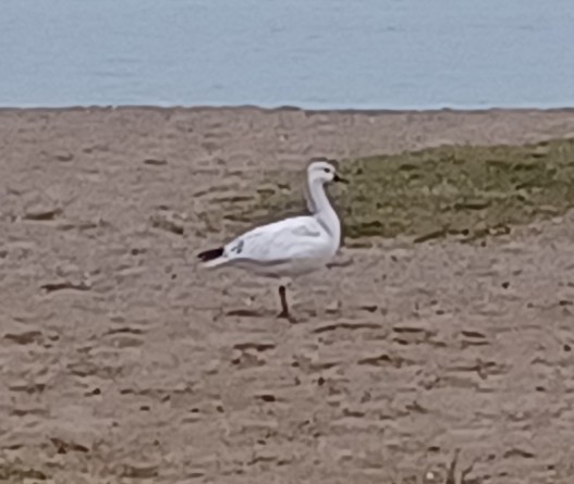 Snow Goose - ML646926003