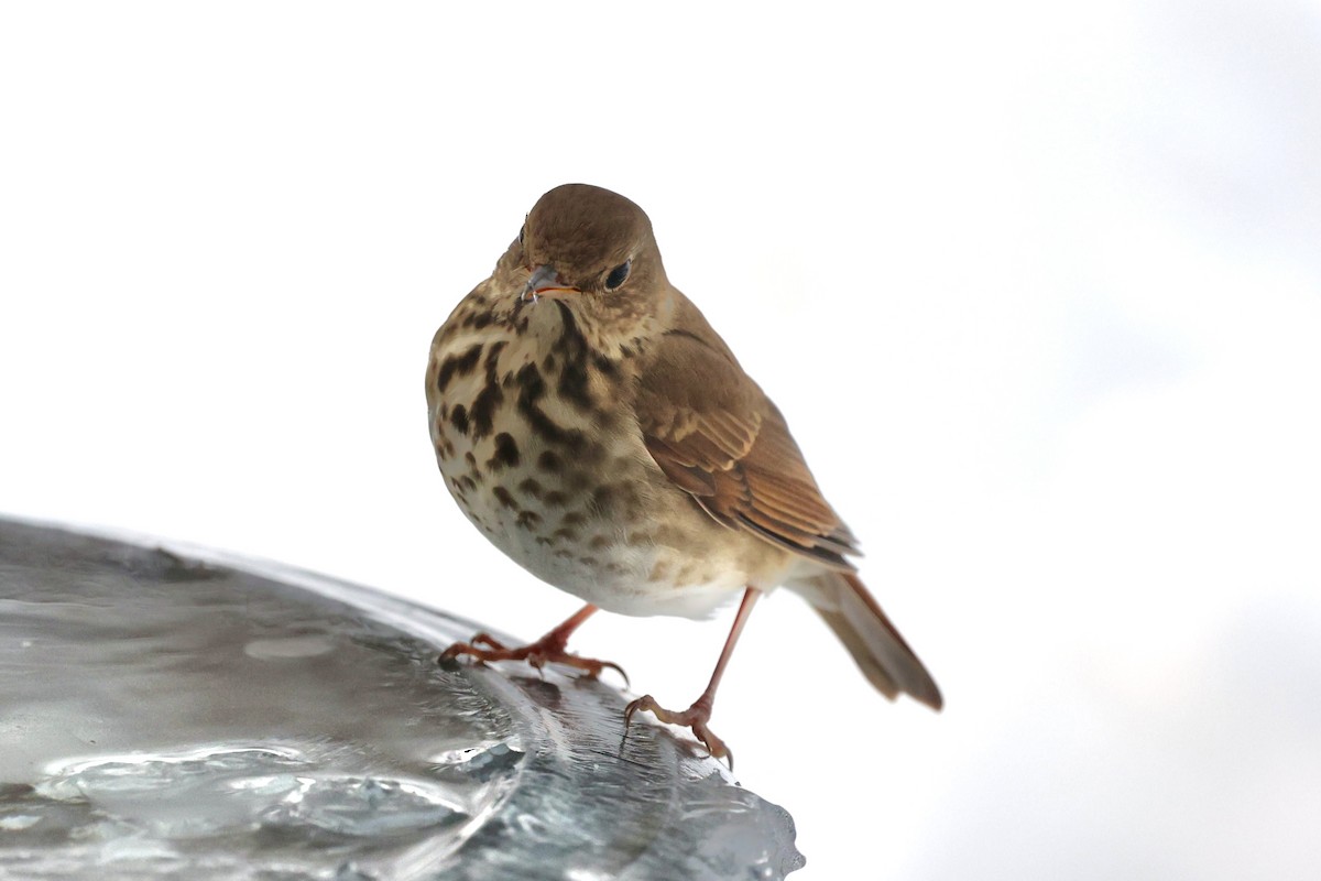 Hermit Thrush - ML646926013