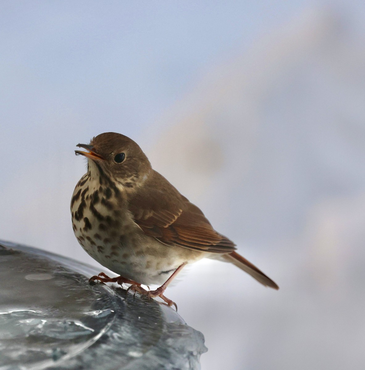 Hermit Thrush - ML646926014