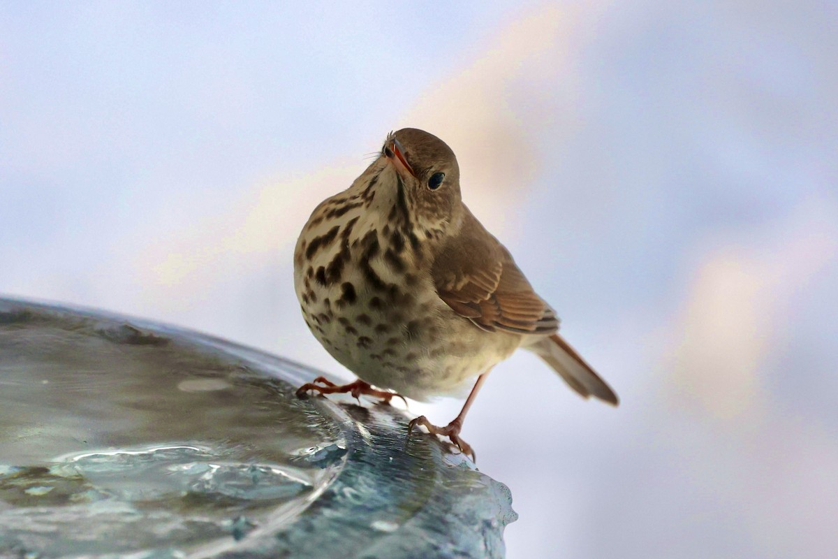 Hermit Thrush - ML646926017