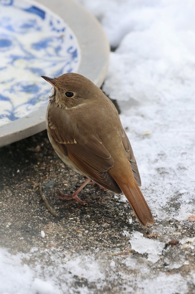 Hermit Thrush - ML646926018