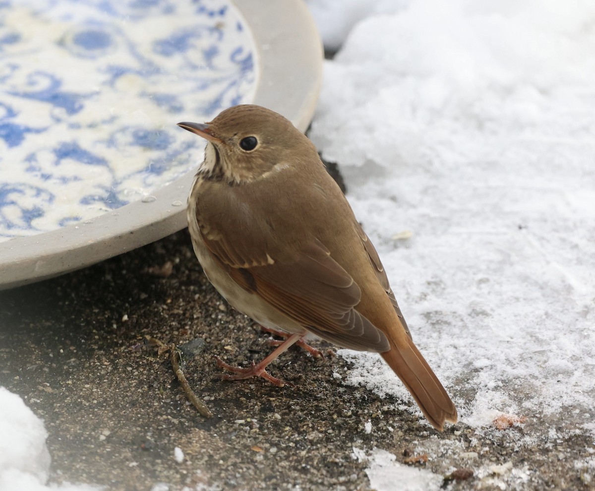 Hermit Thrush - ML646926019
