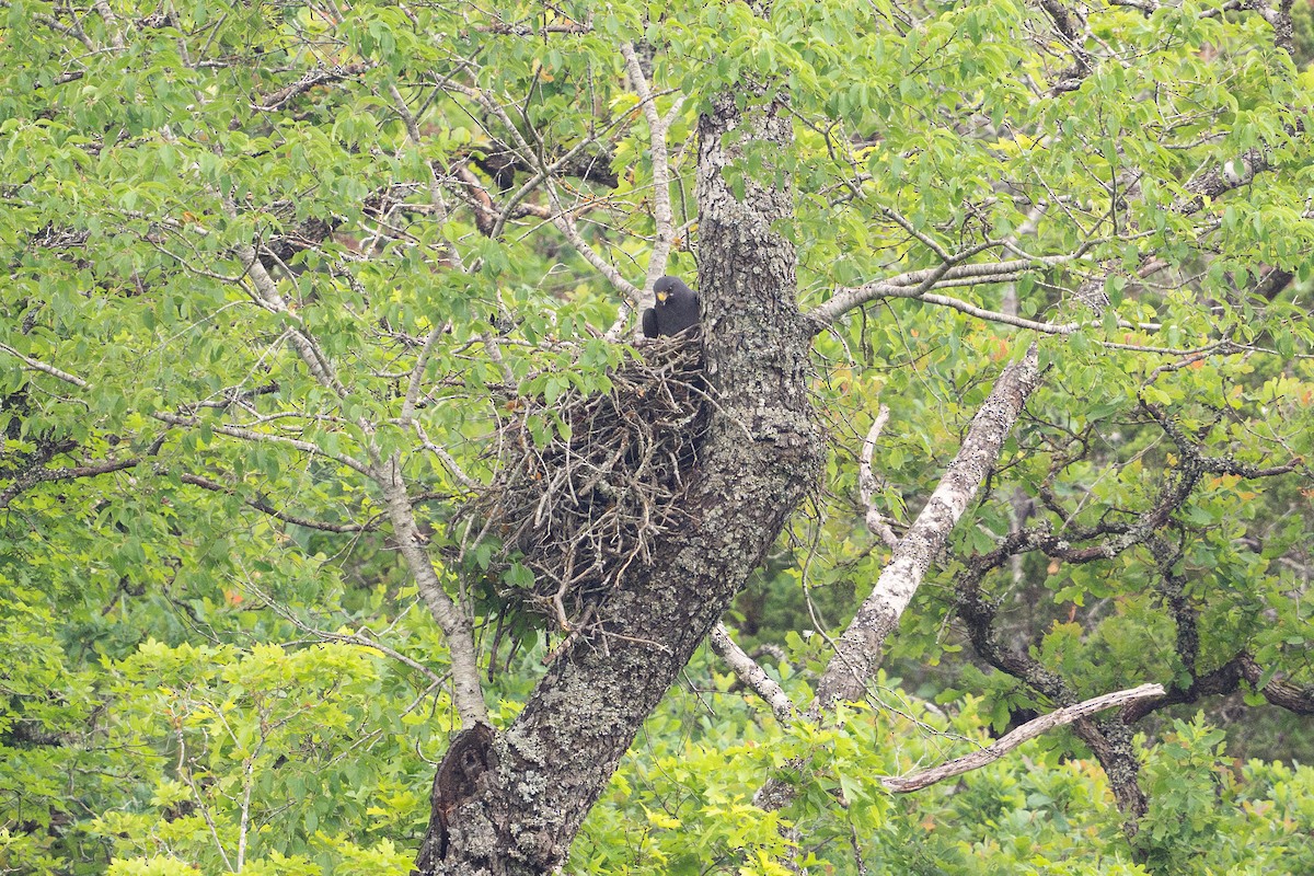 Zone-tailed Hawk - ML646926021