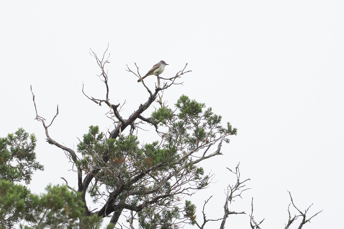 Kalifornienschopftyrann - ML646926025