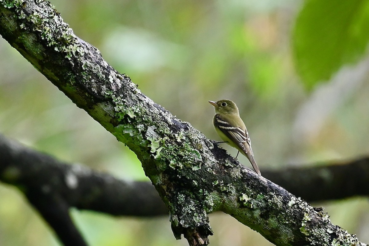 Moucherolle vert - ML646926026