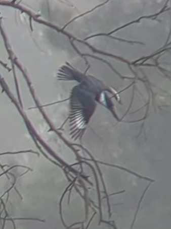 rybařík pruhoprsý - ML646926040