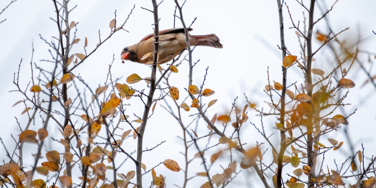 Kırmızı Kardinal - ML646926055