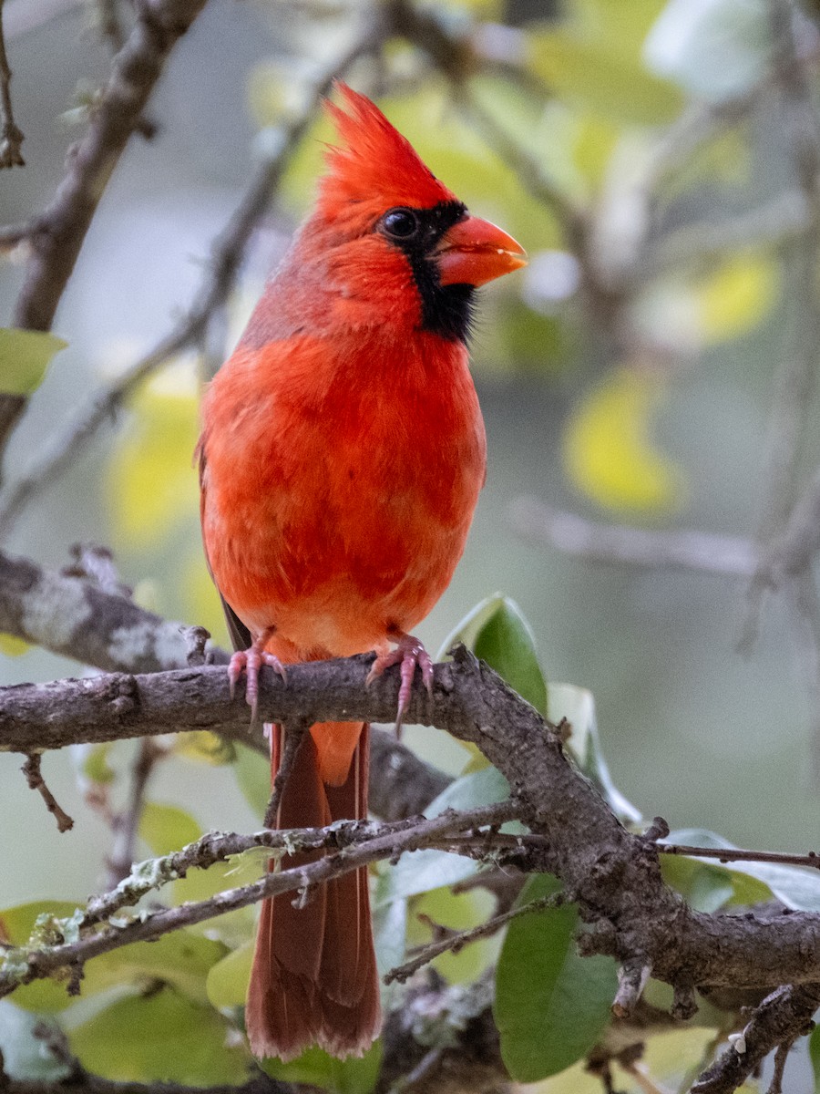 Kırmızı Kardinal - ML646926056