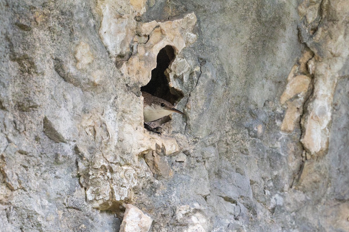 Schluchtenzaunkönig - ML646926057