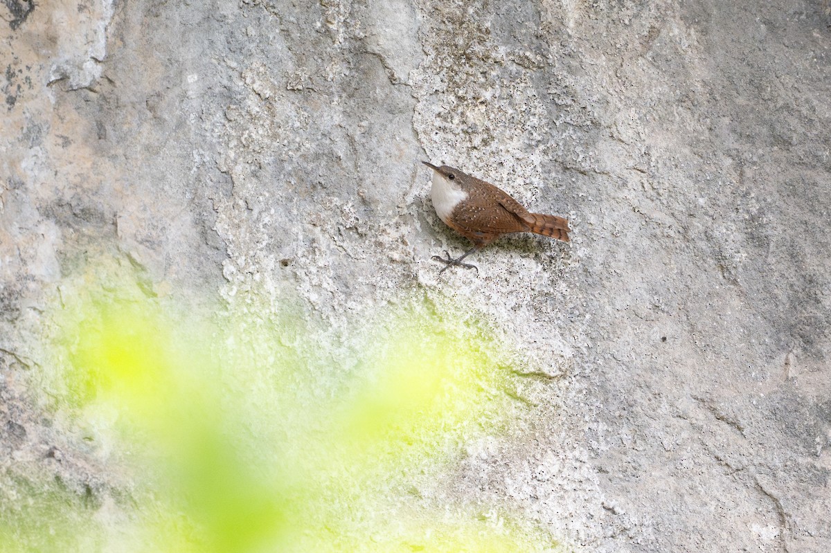 Schluchtenzaunkönig - ML646926058