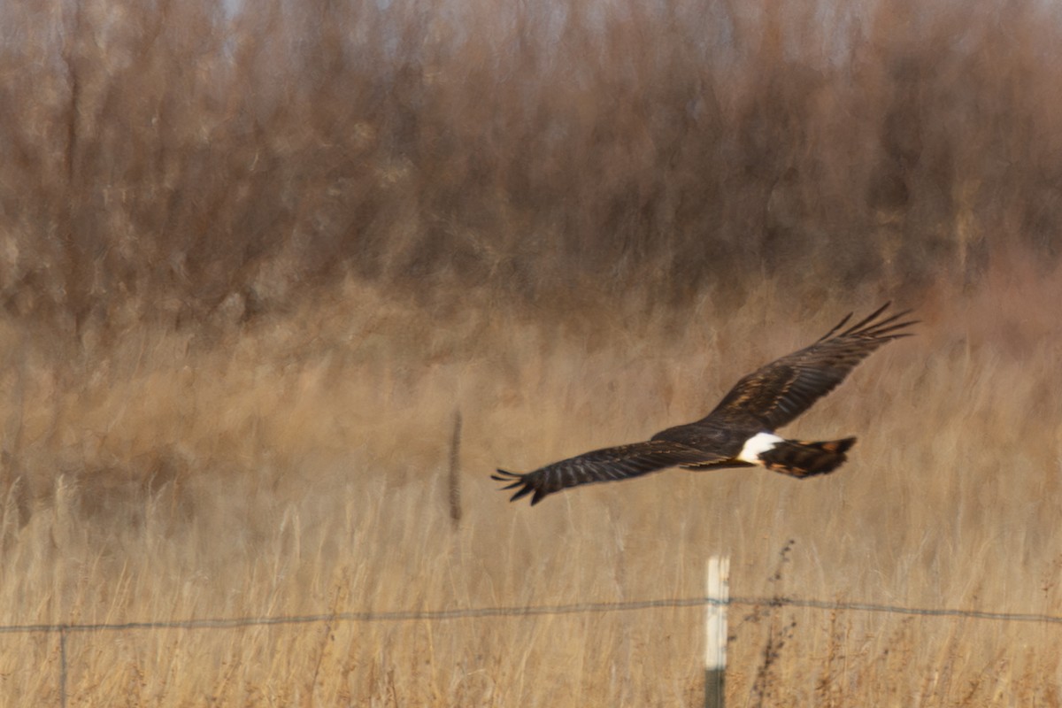Northern Harrier - ML646926062