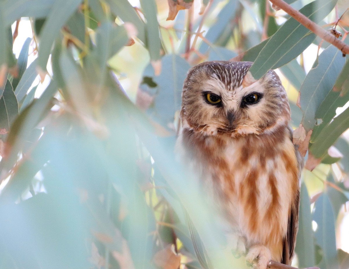 Northern Saw-whet Owl - ML646926078