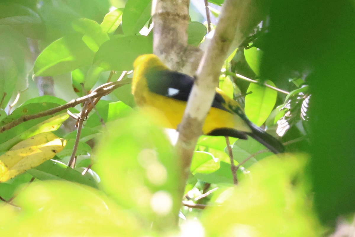 Black-thighed Grosbeak - ML646926080