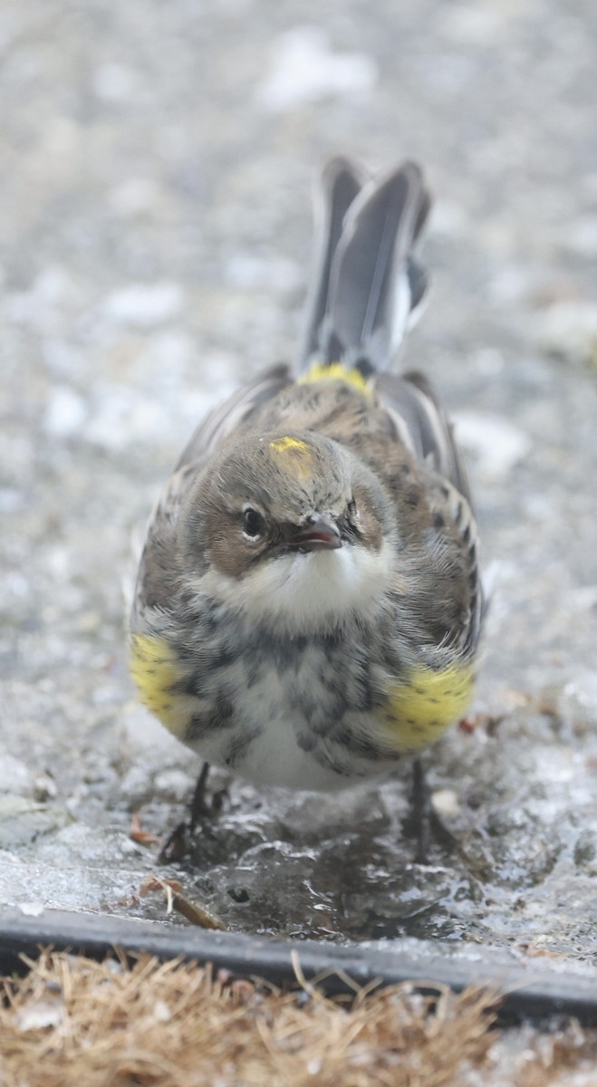 Yellow-rumped Warbler - ML646926082