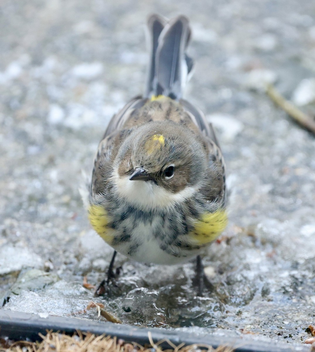 Yellow-rumped Warbler - ML646926083