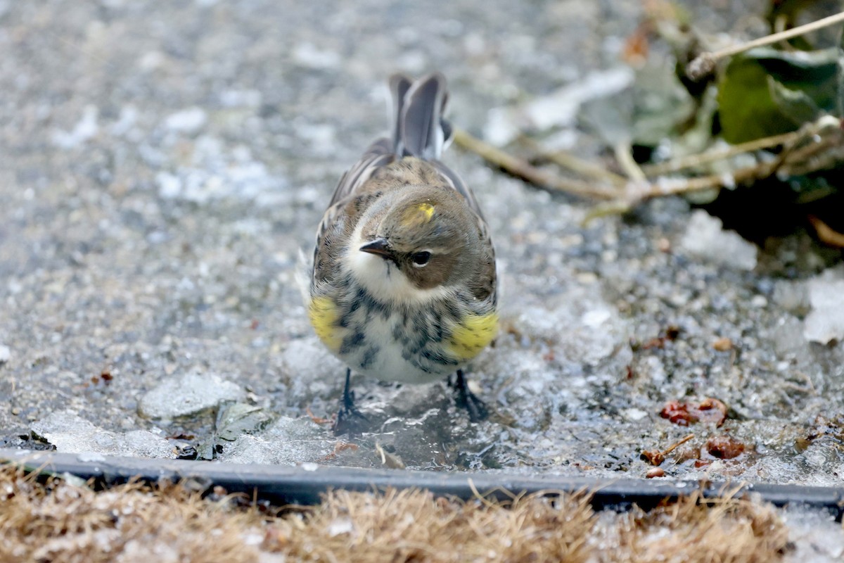 Yellow-rumped Warbler - ML646926084
