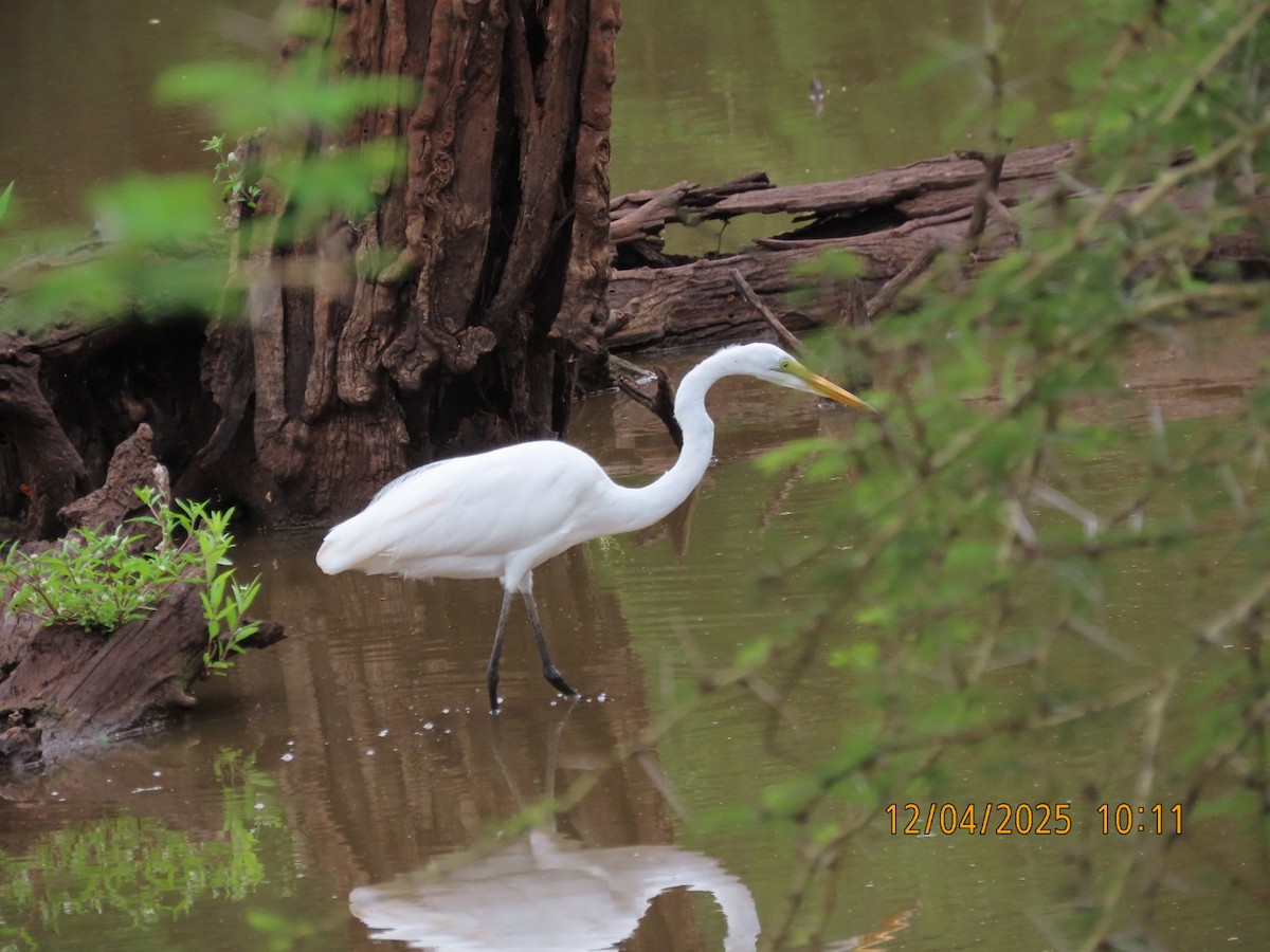 Yellow-billed Egret - ML646926098