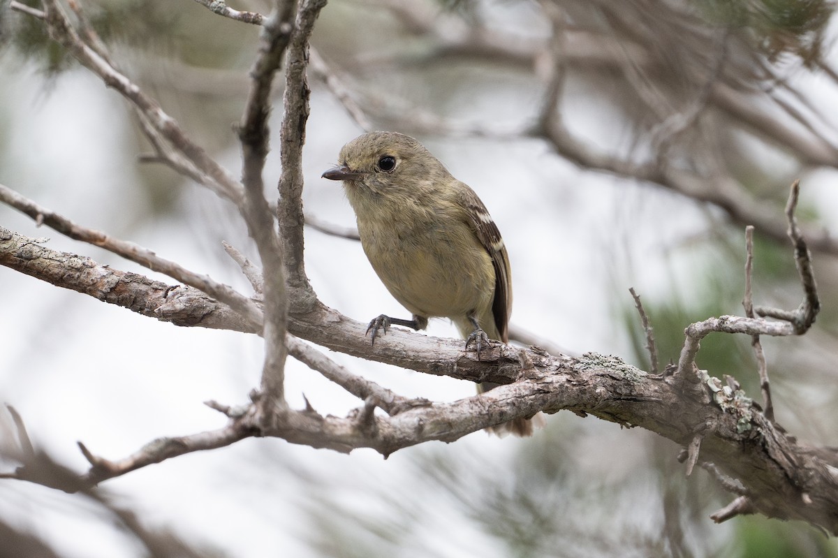 Huttonvireo - ML646926104
