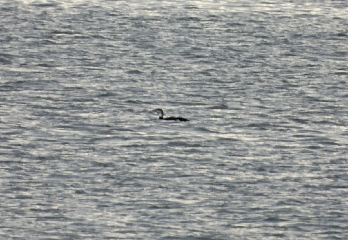 Buz Dalgıcı - ML646926105