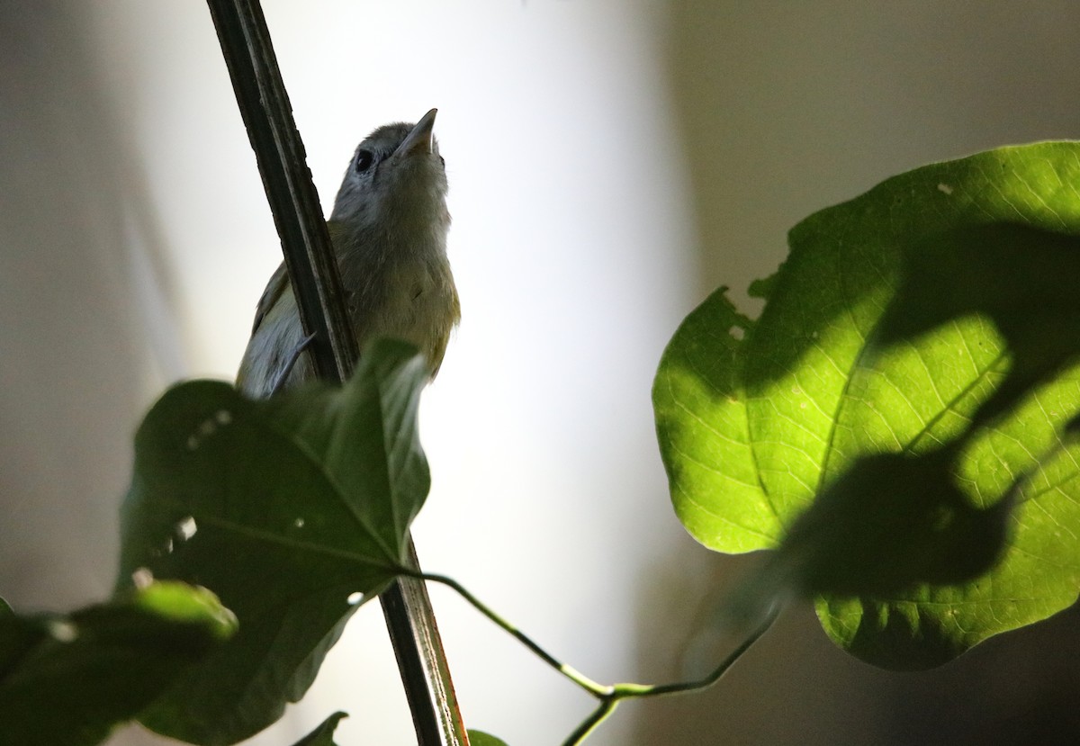 Lesser Greenlet - ML646926106