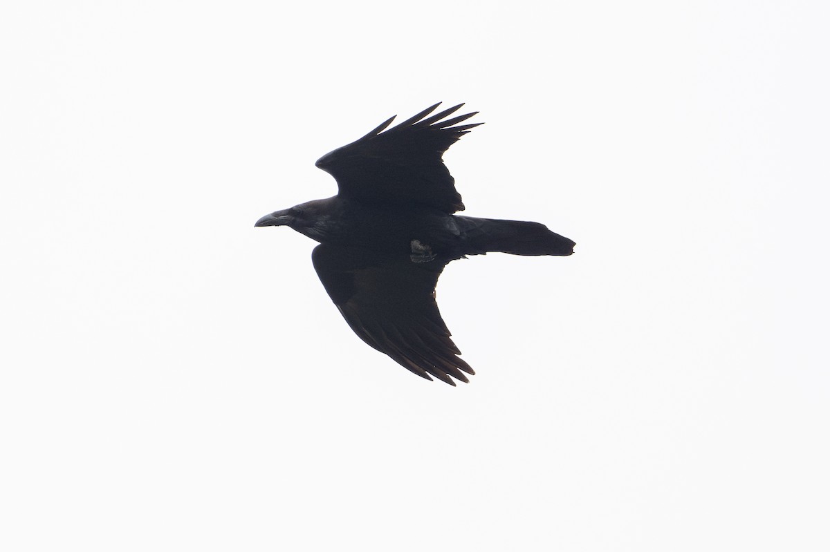 Kolkrabe - ML646926118