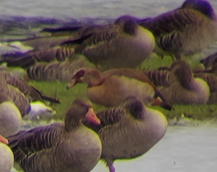 Egyptian Goose - ML646926120