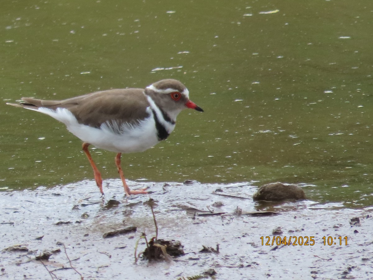 Chorlitejo Tricollar (Africano) - ML646926121