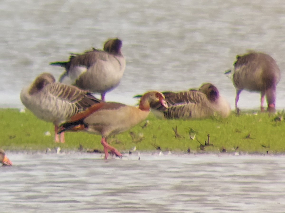 Egyptian Goose - ML646926122