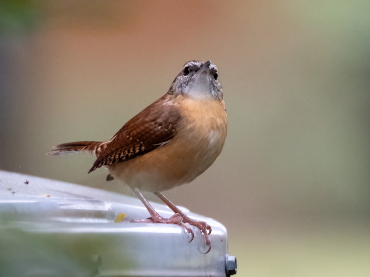 Karolina Çıtkuşu - ML646926123