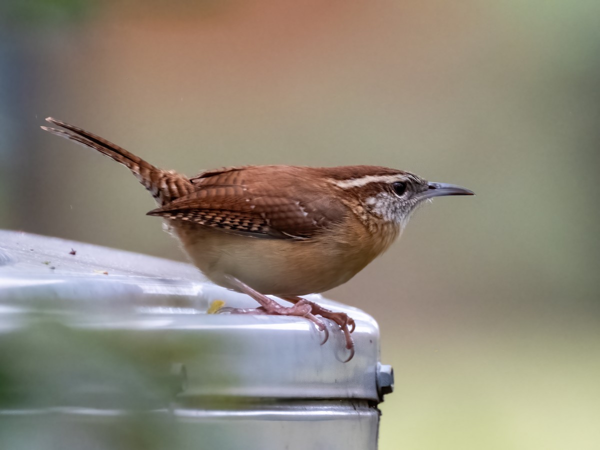 Karolina Çıtkuşu - ML646926124