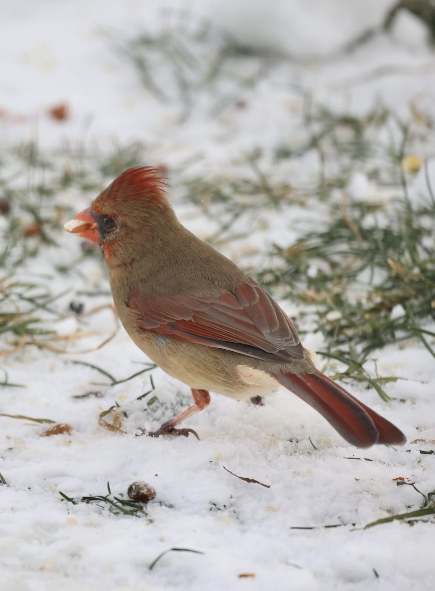 Northern Cardinal - ML646926126